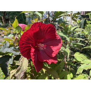 Ibištek bahenný (Hibiscus moscheutos) ´MIDNIGHT MARVEL®´ - výška 40-60 cm, kont. C5L